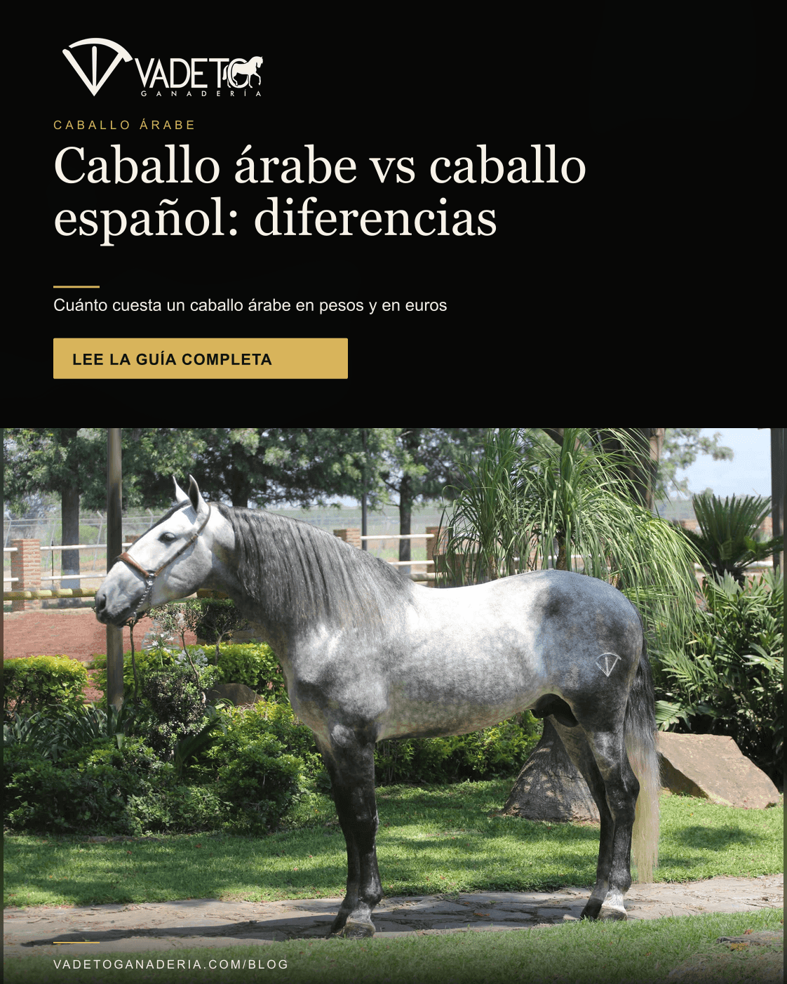 Portada editorial de Vadeto: Caballo árabe vs español: precio y diferencias