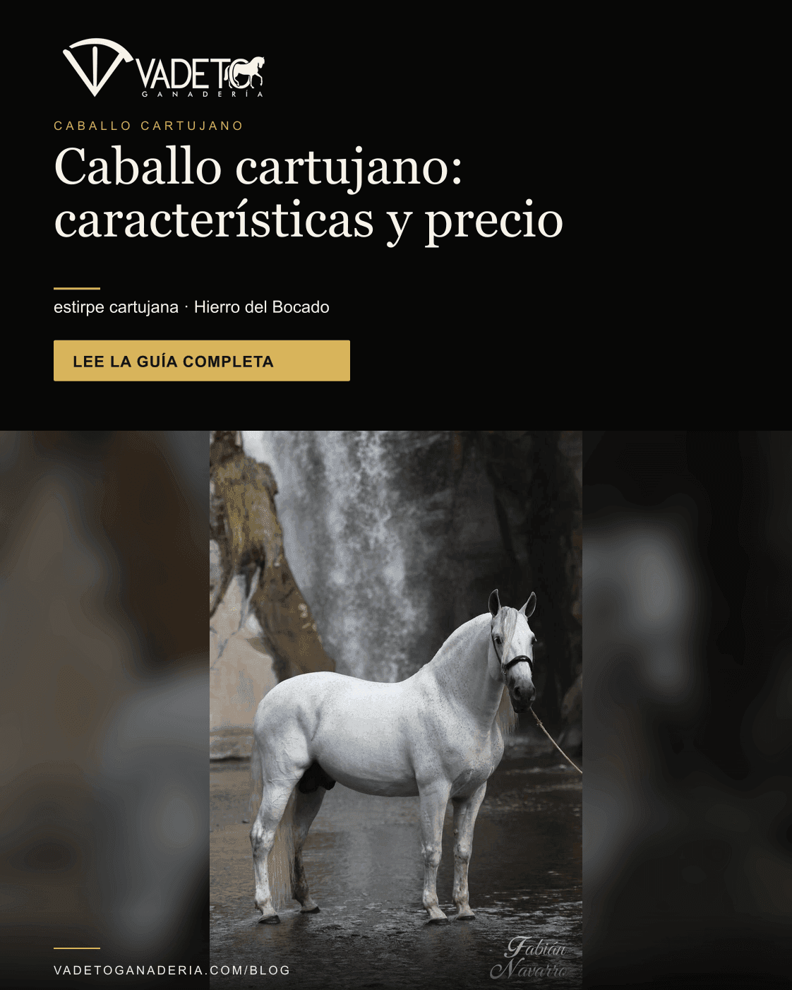 Portada editorial de Vadeto: Caballo cartujano: qué es, historia y precio