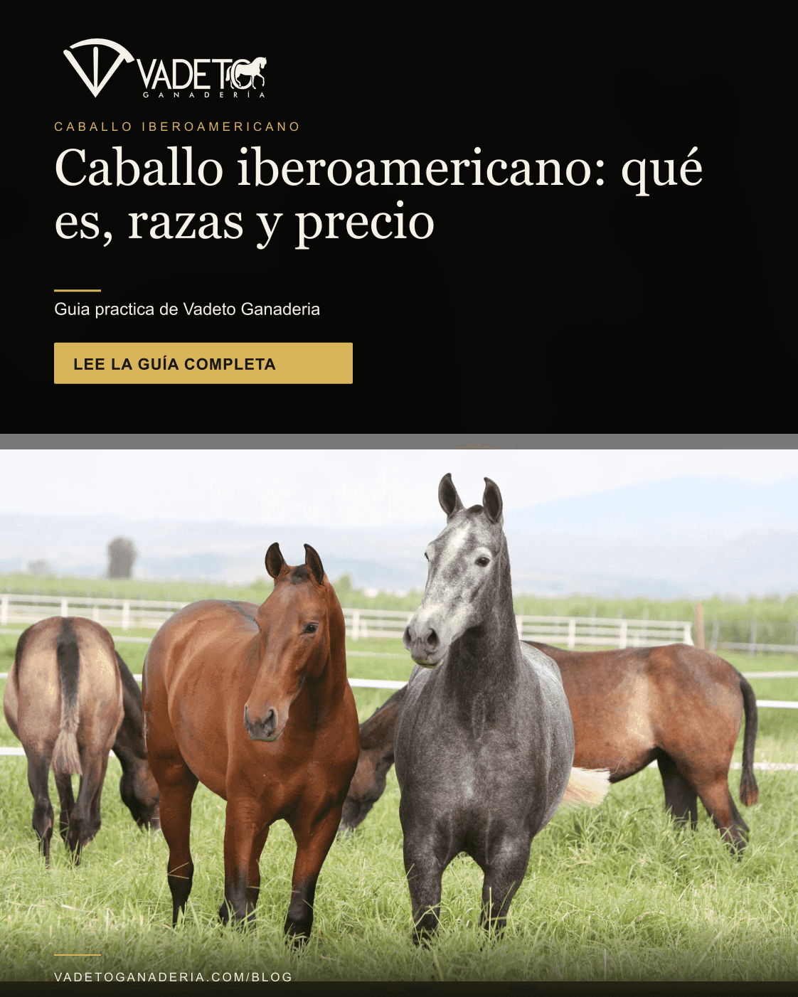 Portada editorial de Vadeto: Caballo iberoamericano: qué es, razas y precio