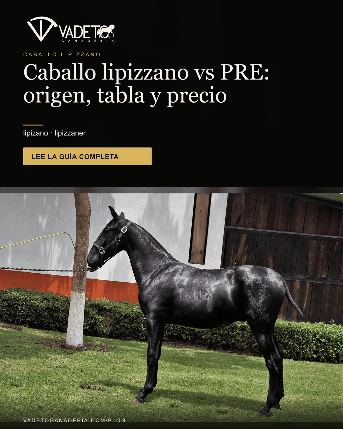Portada editorial de Vadeto: Caballo lipizzano vs PRE: origen, tabla y precio