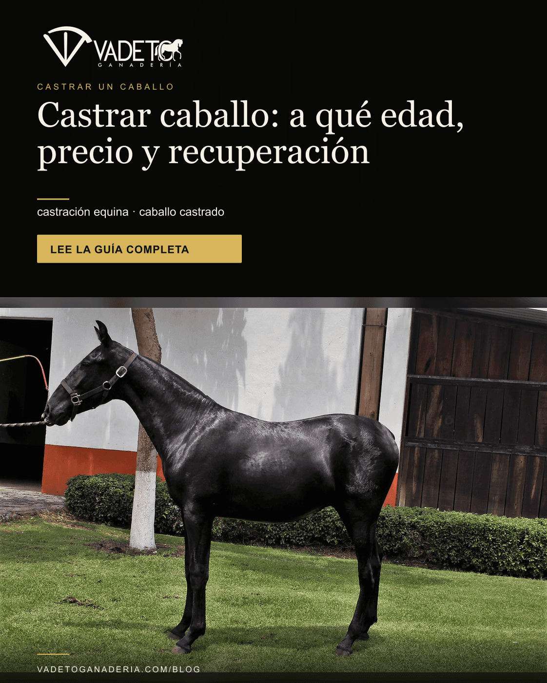 Portada editorial de Vadeto: Castrar un caballo: edad, precio y recuperación