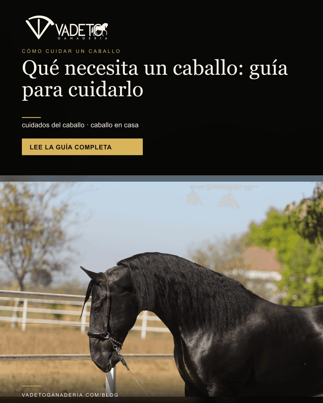 Portada editorial de Vadeto: Cómo cuidar un caballo: guía básica y rutina