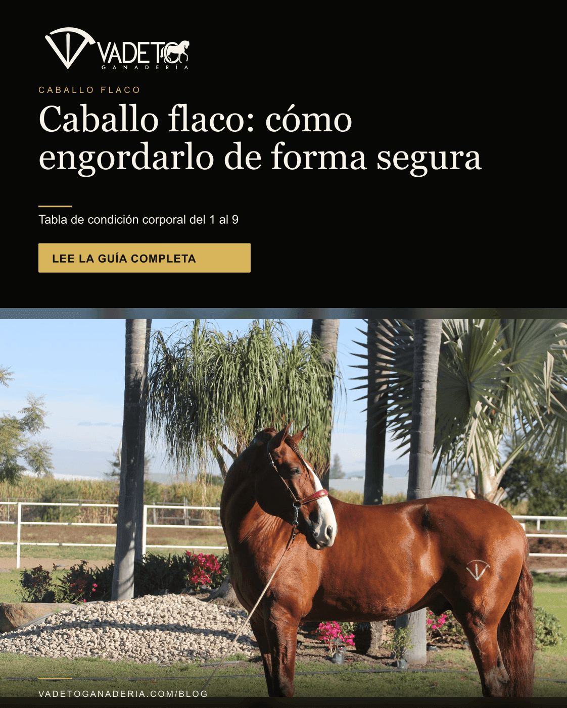 Portada editorial de Vadeto: Cómo engordar un caballo flaco: plan seguro
