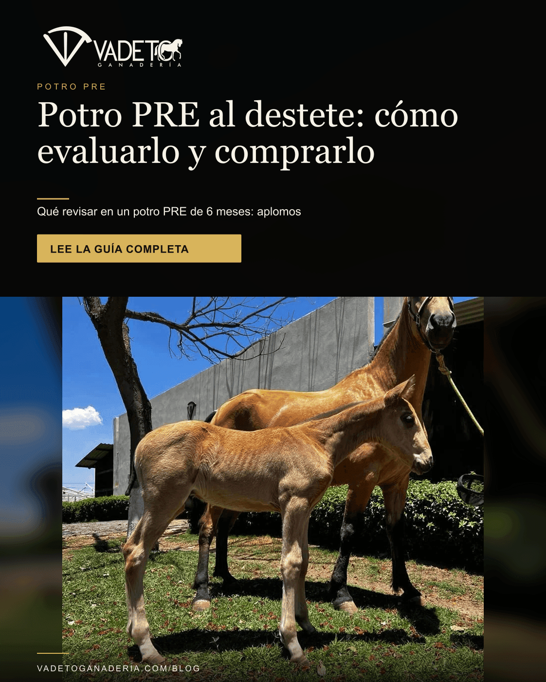 Portada editorial de Vadeto: Potro PRE al destete: cómo evaluarlo y comprarlo