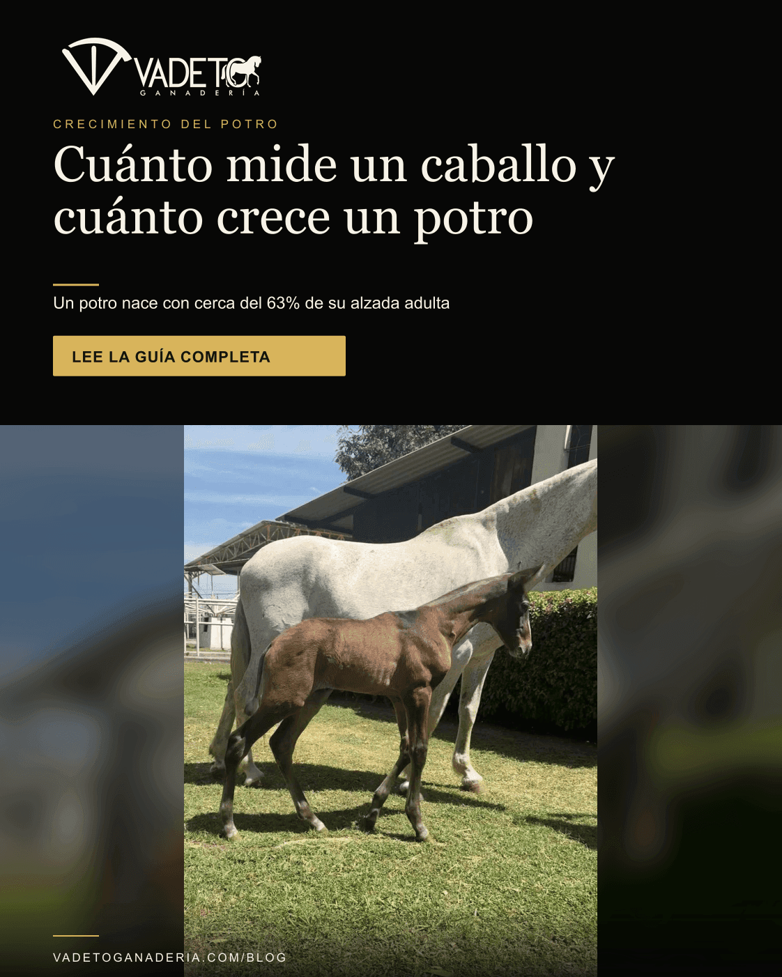 Portada editorial de Vadeto: Cuánto crece un potro: alzada por mes y adulta