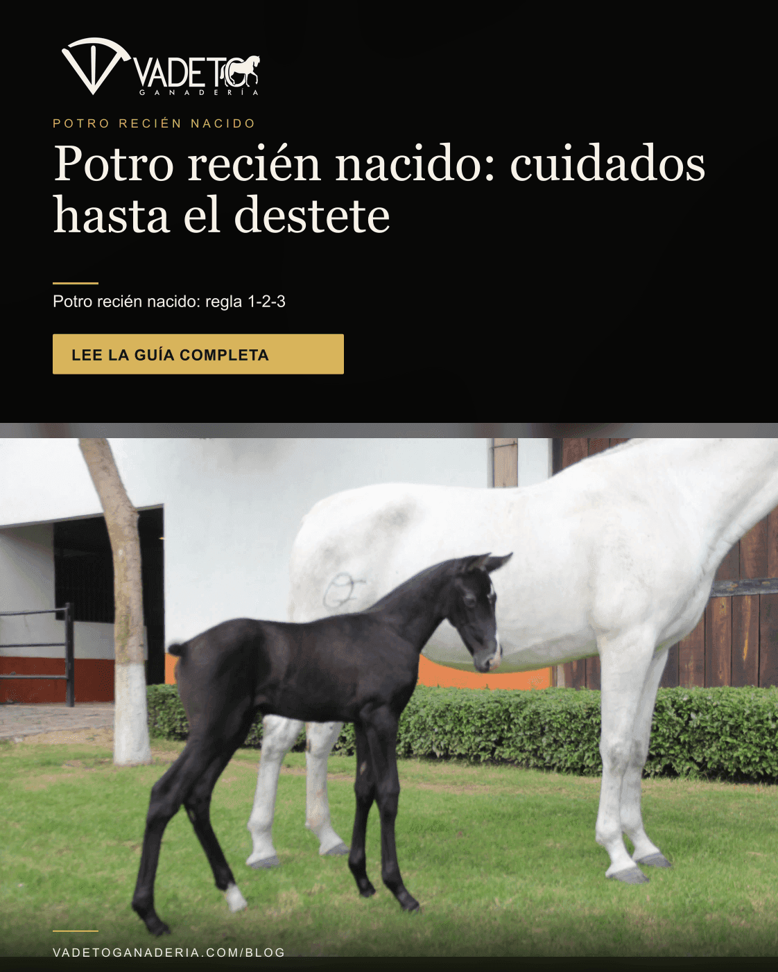 Portada editorial de Vadeto: Potro recién nacido: cuidados hasta el destete