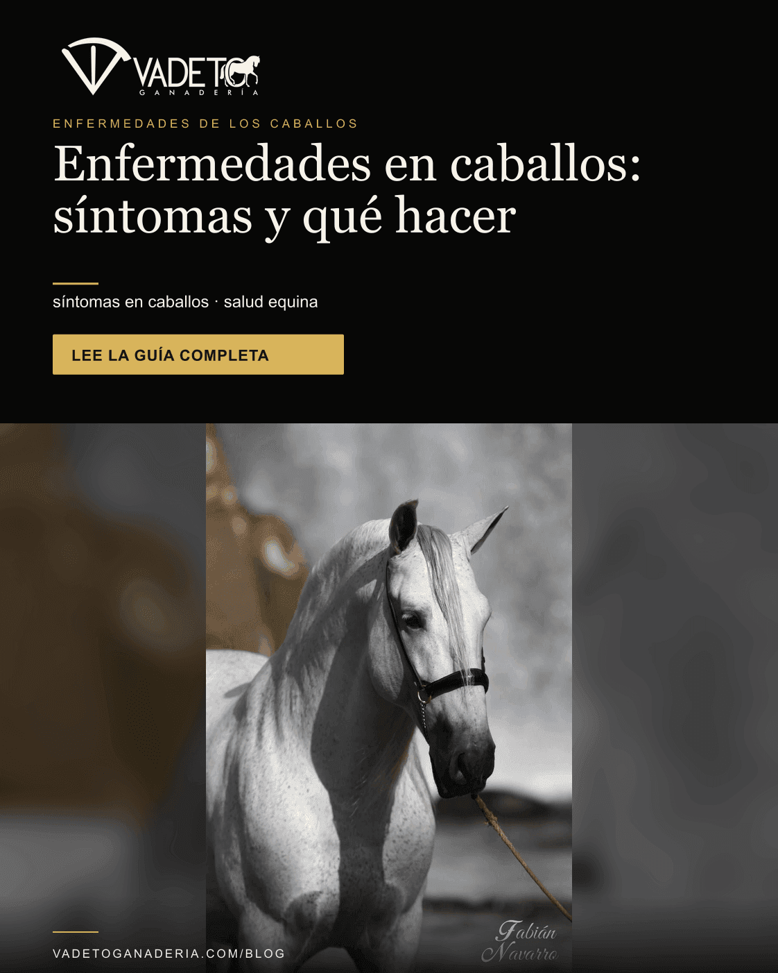 Portada editorial de Vadeto: Enfermedades de los caballos y sus síntomas