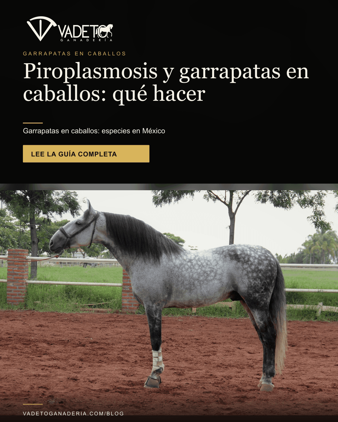 Portada editorial de Vadeto: Garrapatas y piroplasmosis en caballos: qué hacer