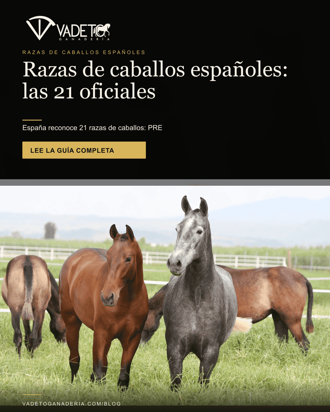 Portada editorial de Vadeto: Razas de caballos españoles: las 21 oficiales