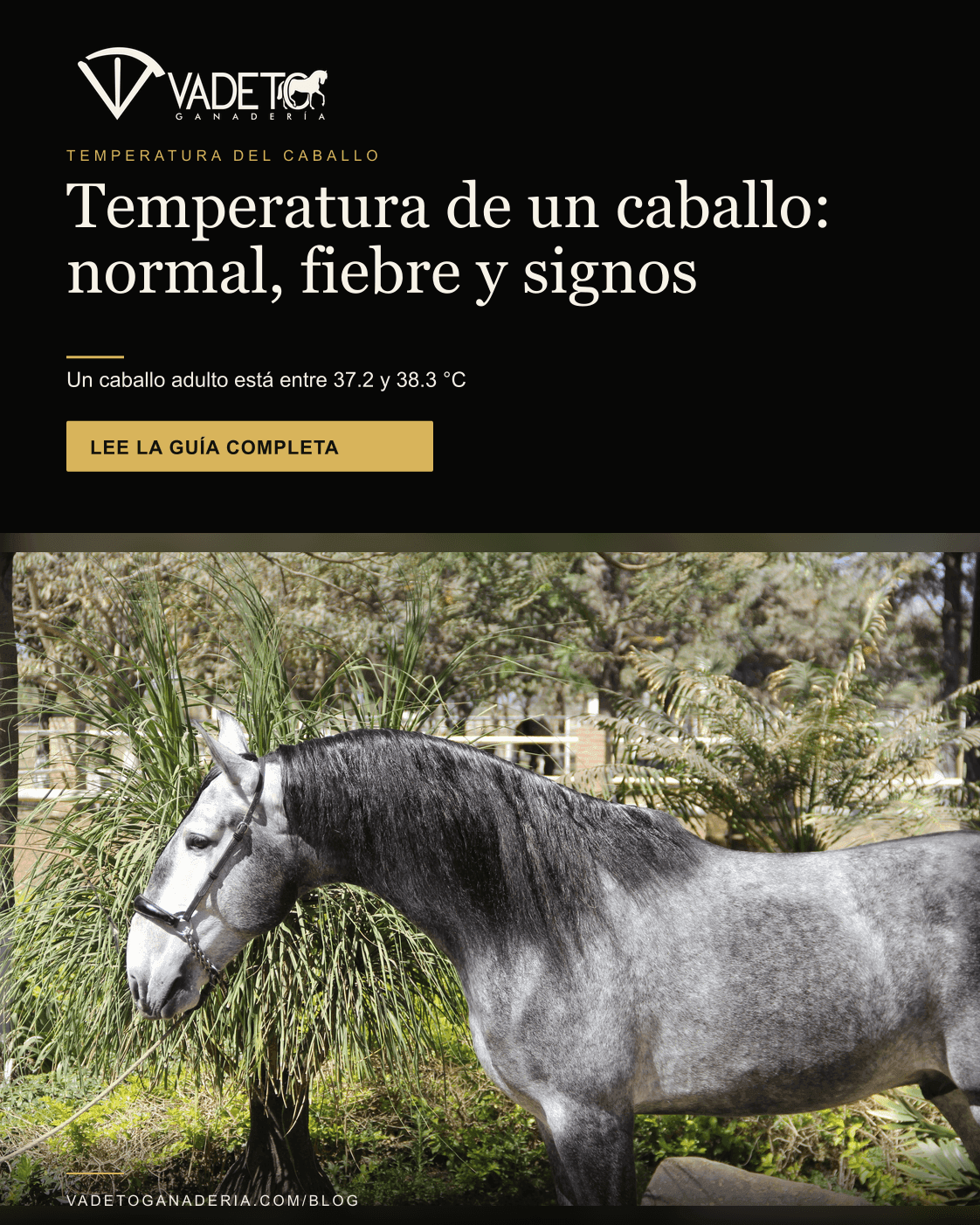 Portada editorial de Vadeto: Temperatura normal de un caballo y signos vitales