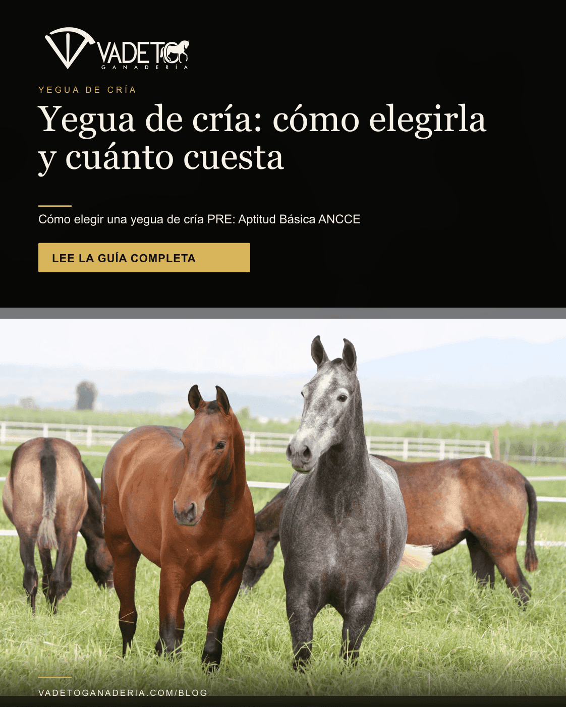 Portada editorial de Vadeto: Yegua de cría PRE: cómo elegirla y cuánto cuesta