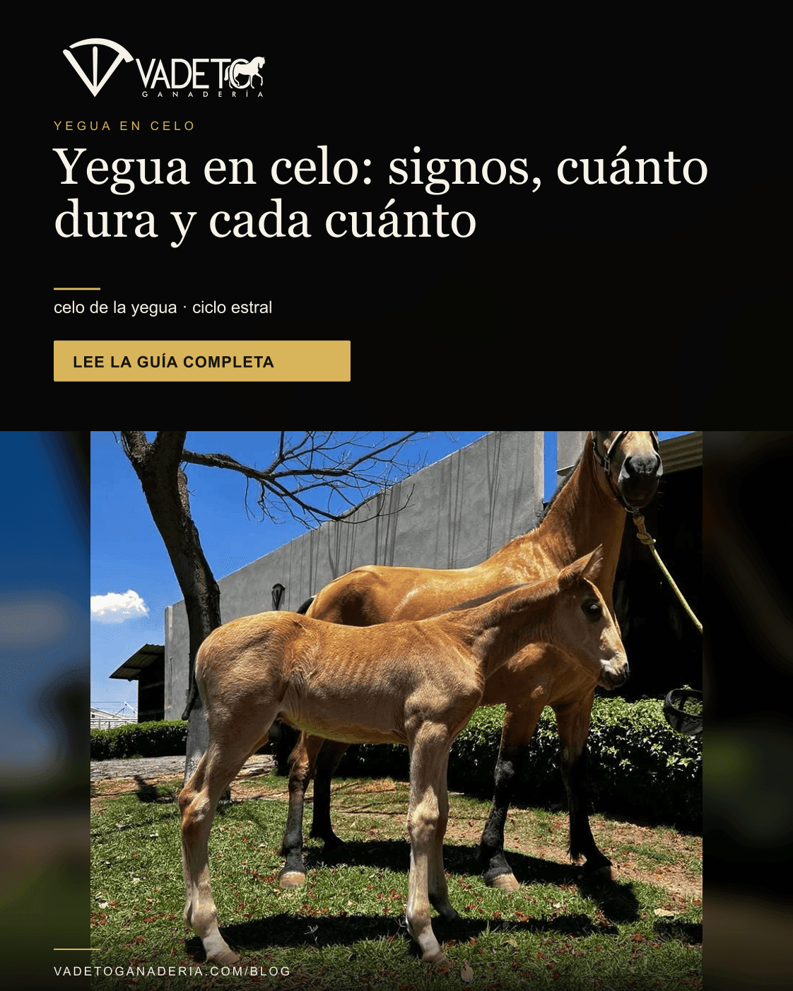 Portada editorial de Vadeto: Yegua en celo: signos, cuánto dura y cada cuánto