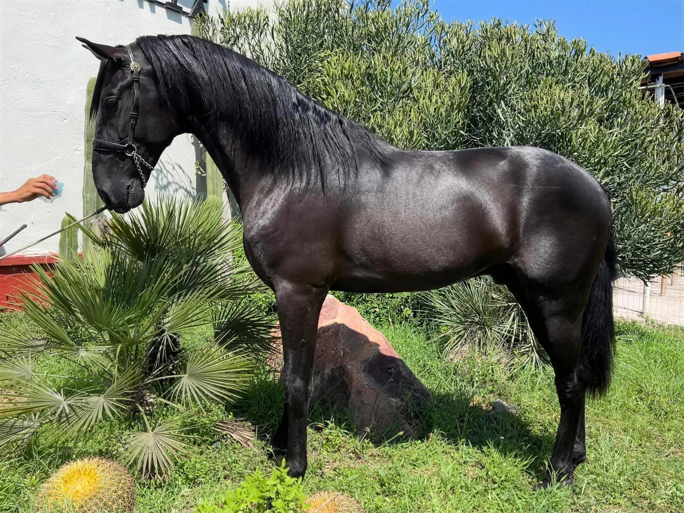 Potro negro de Vadeto, plantado
