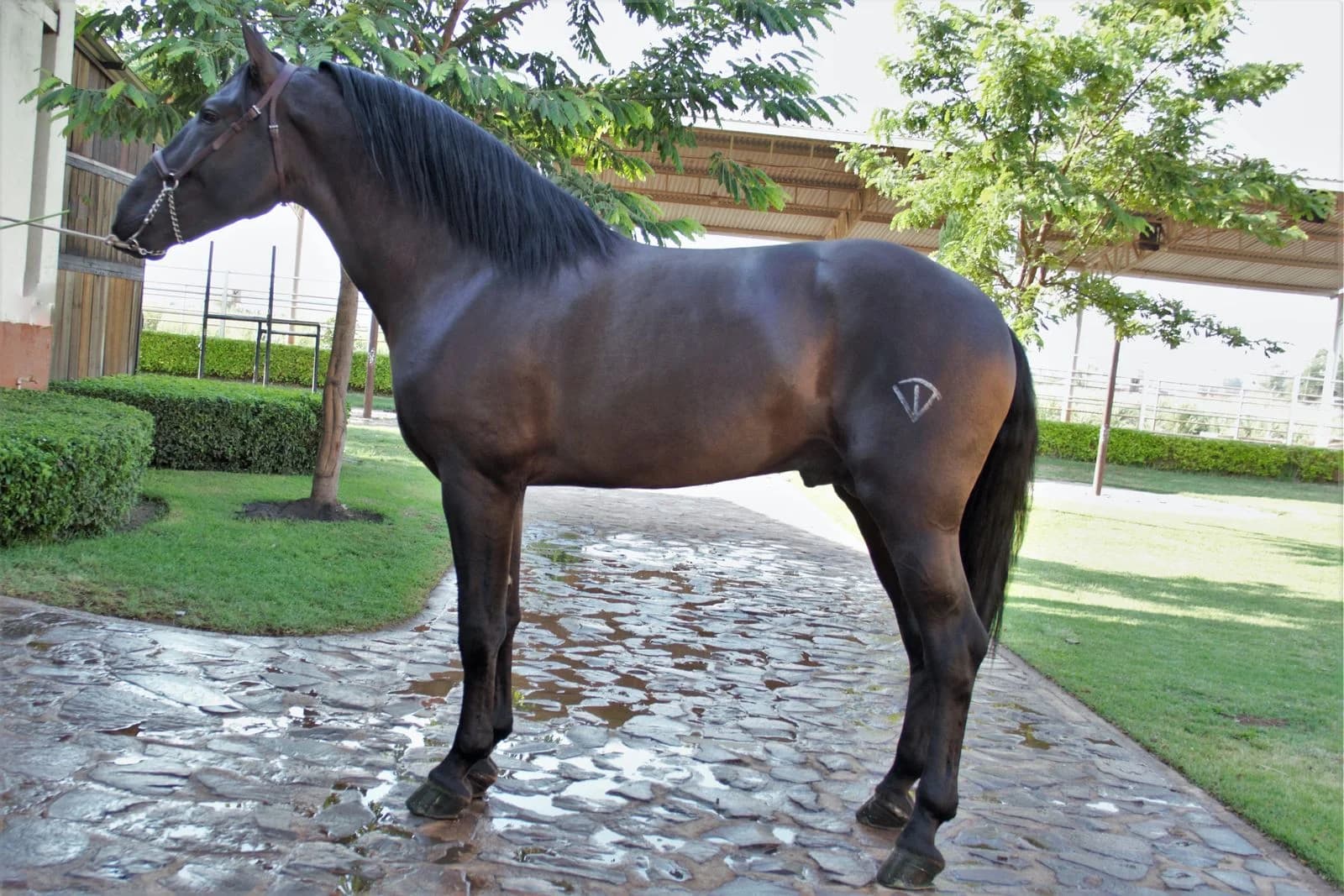 Ejemplar de caballo español PRE incluido como imagen representativa de la Selección Exclusiva Vadeto