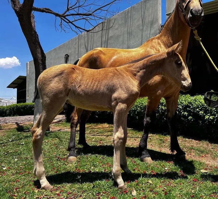 Yegua PRE de Vadeto acompañada de su cría