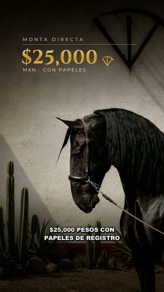 Fundador de Vadeto, semental de caballo español PRE de Vadeto Ganadería