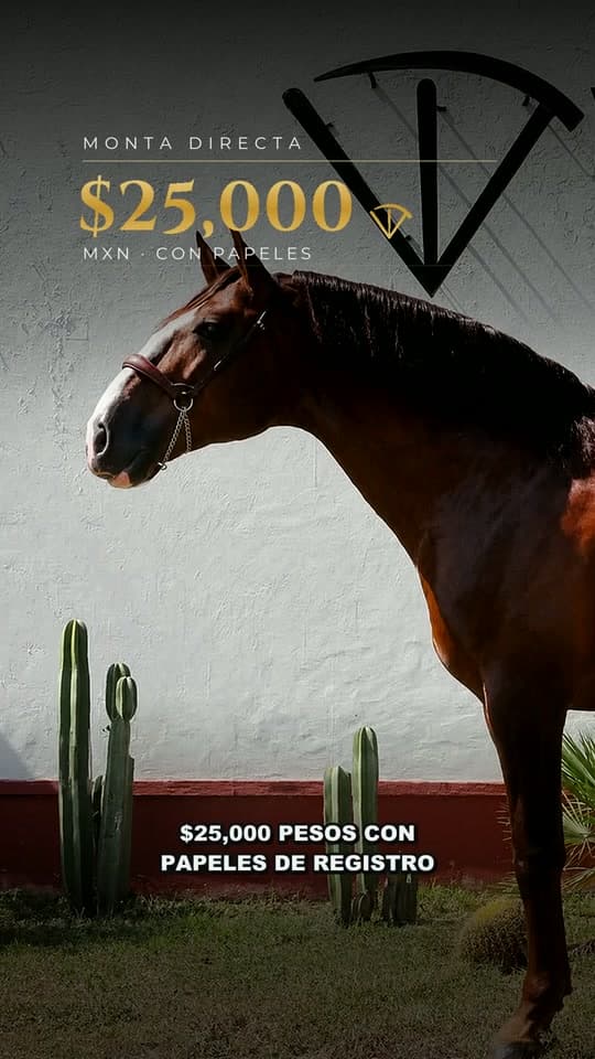 Gladiador de Vadeto, semental de caballo español PRE de Vadeto Ganadería