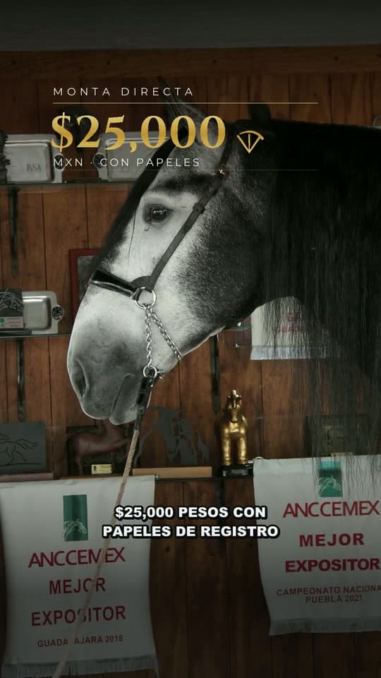 Imperio de vadeto, semental de caballo español PRE de Vadeto Ganadería