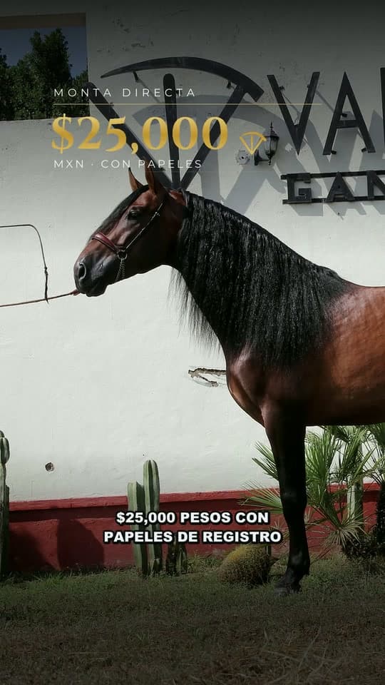 Leonidas de vadeto, semental de caballo español PRE de Vadeto Ganadería
