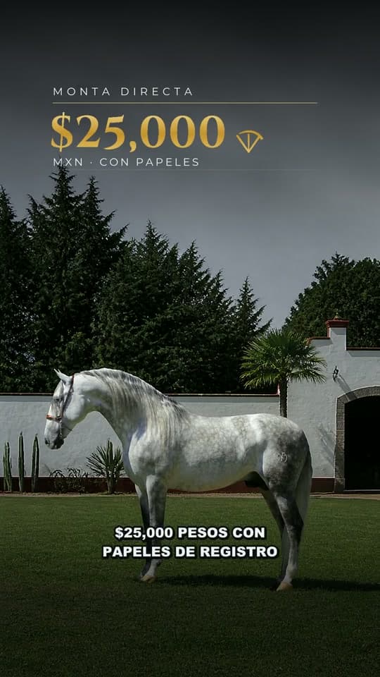 Repolon Hcl II, semental de caballo español PRE de Vadeto Ganadería