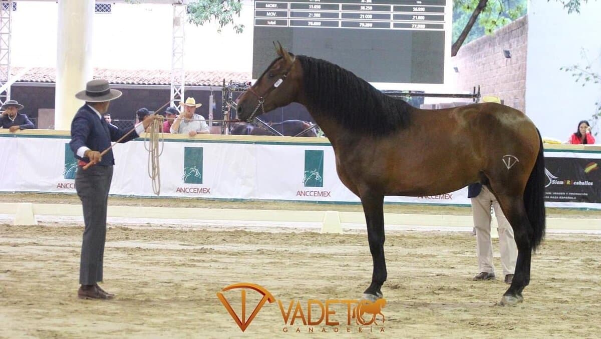 Leonidas de vadeto — foto 3
