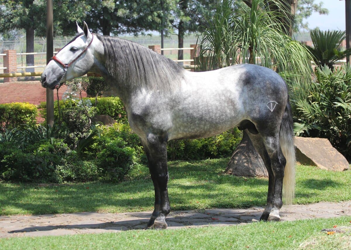 Monarca de Vadeto  — foto 2