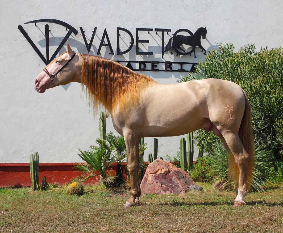 Sol de Vadeto 