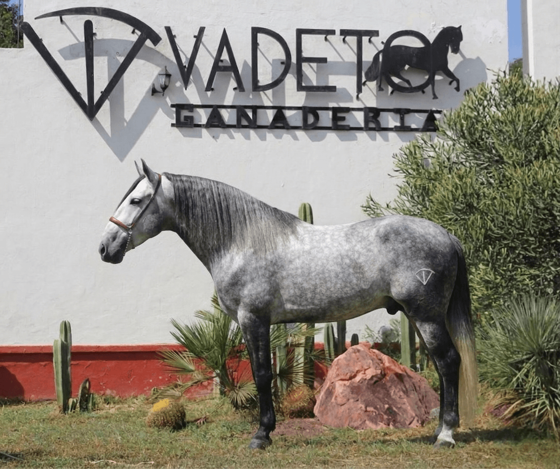 Monarca de Vadeto 