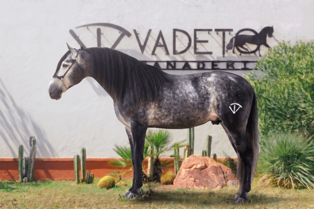 Imperio de vadeto