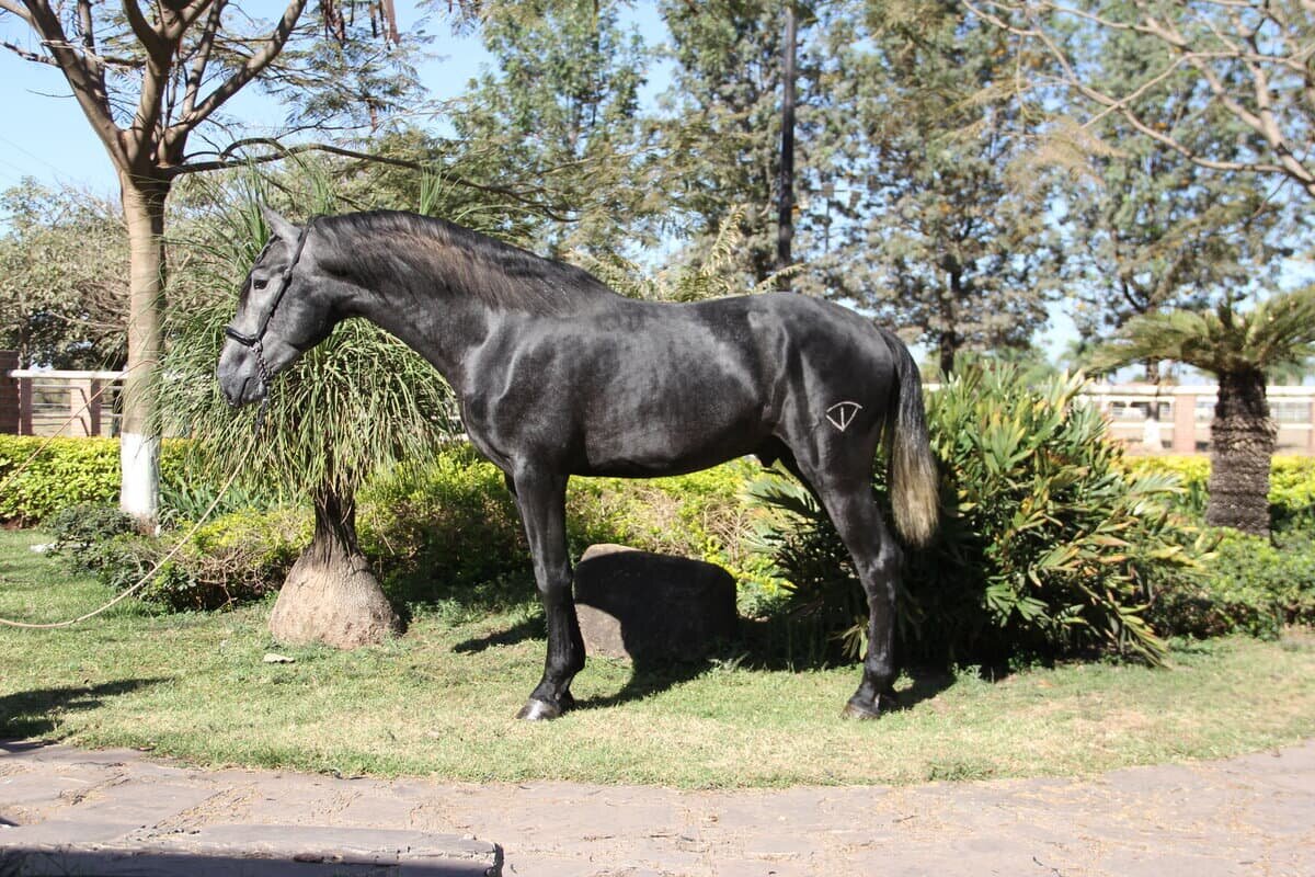 León de vadeto