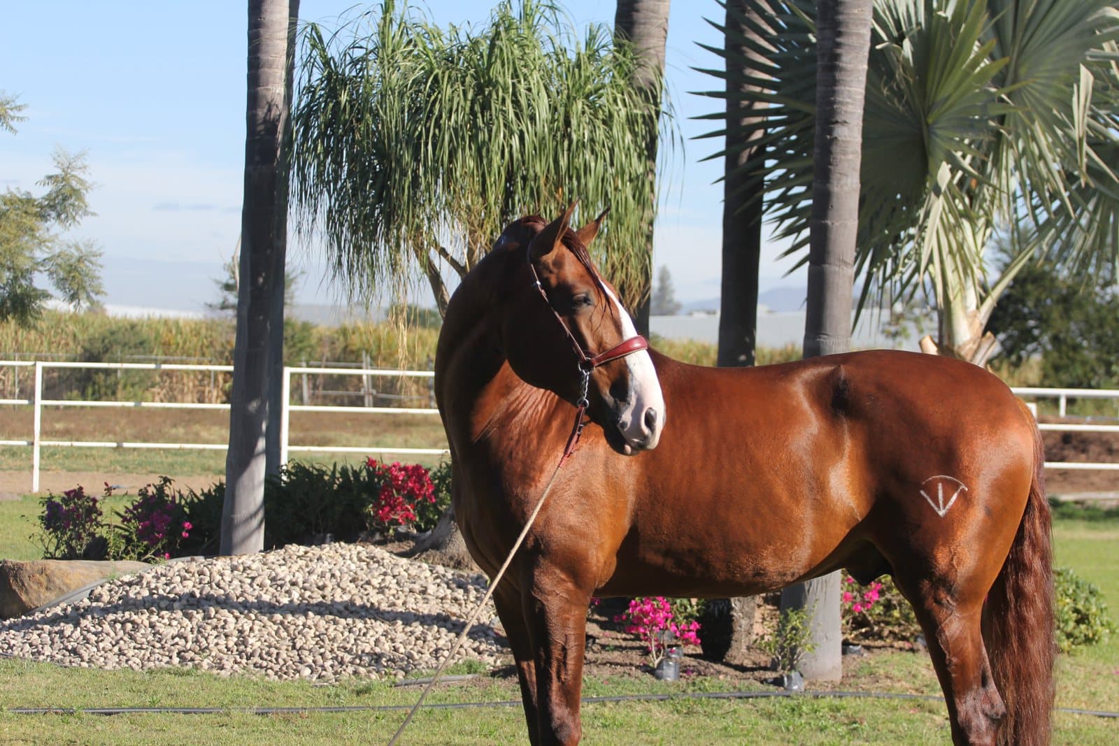 Alimentación del caballo PRE: guía completa para dueños
