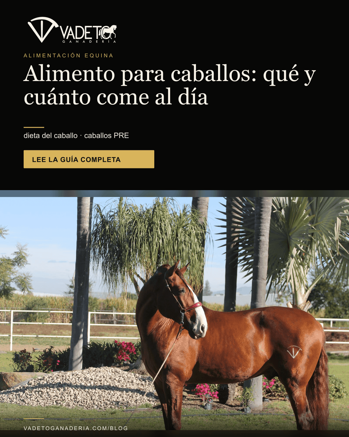 Portada editorial de Vadeto: Alimentación del caballo PRE: cuánto come al día