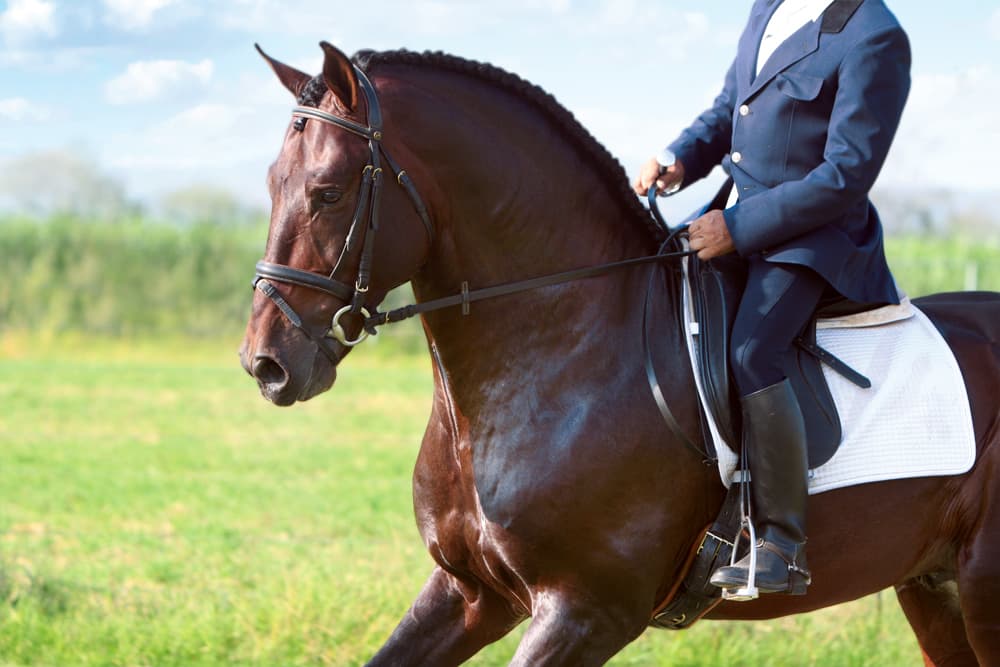 Caballo español castaño montado en una sesión de doma