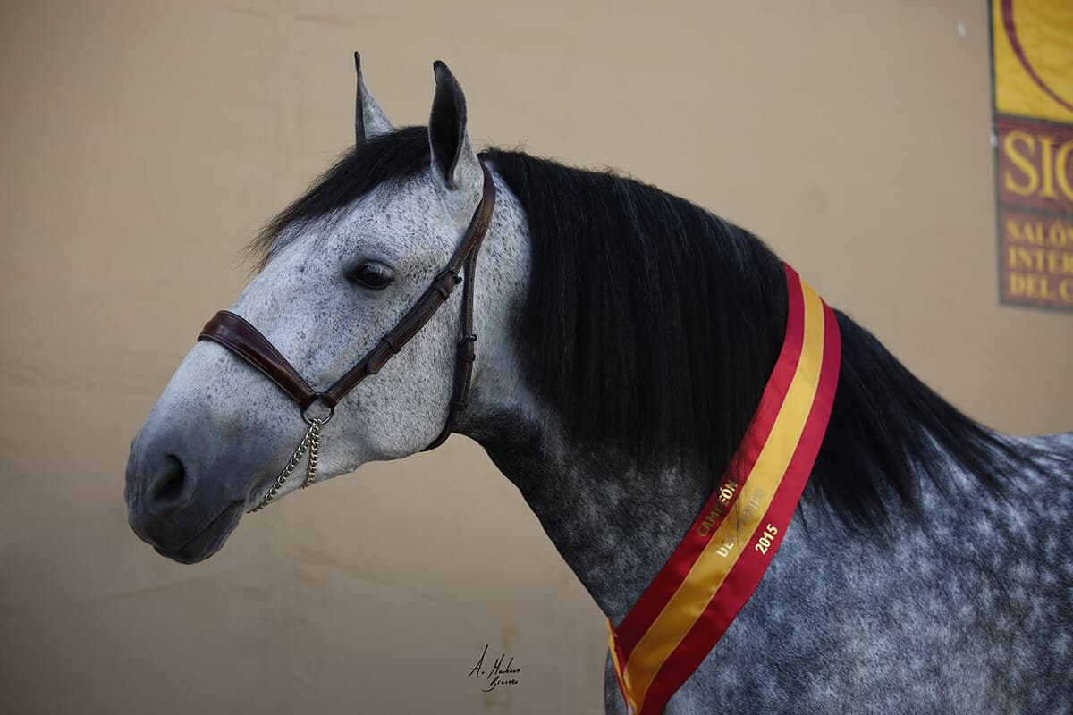 Retrato de un caballo español tordo con banda de campeonato