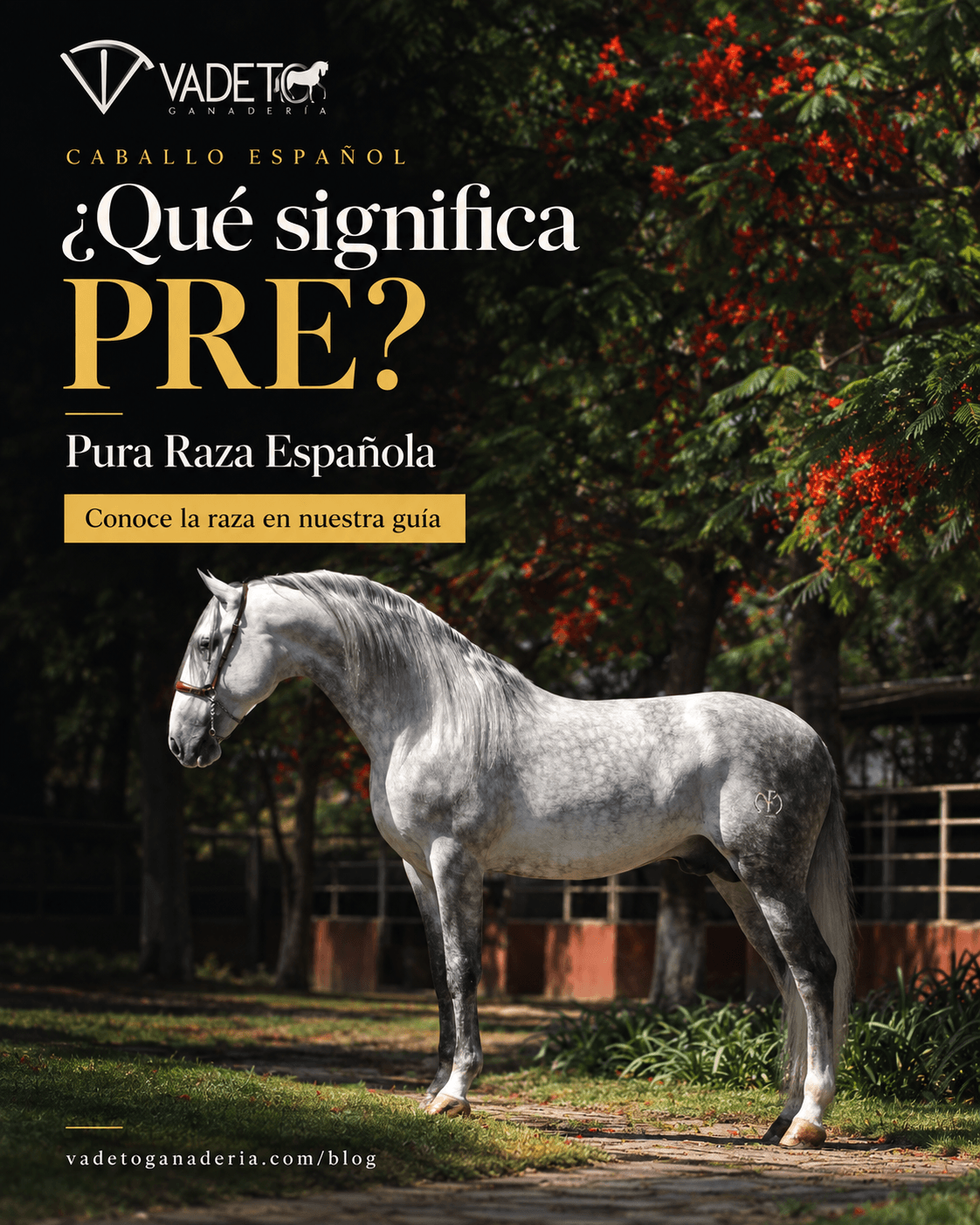 Caballo español (PRE): precio, colores, tamaño, historia y dónde verlo en México