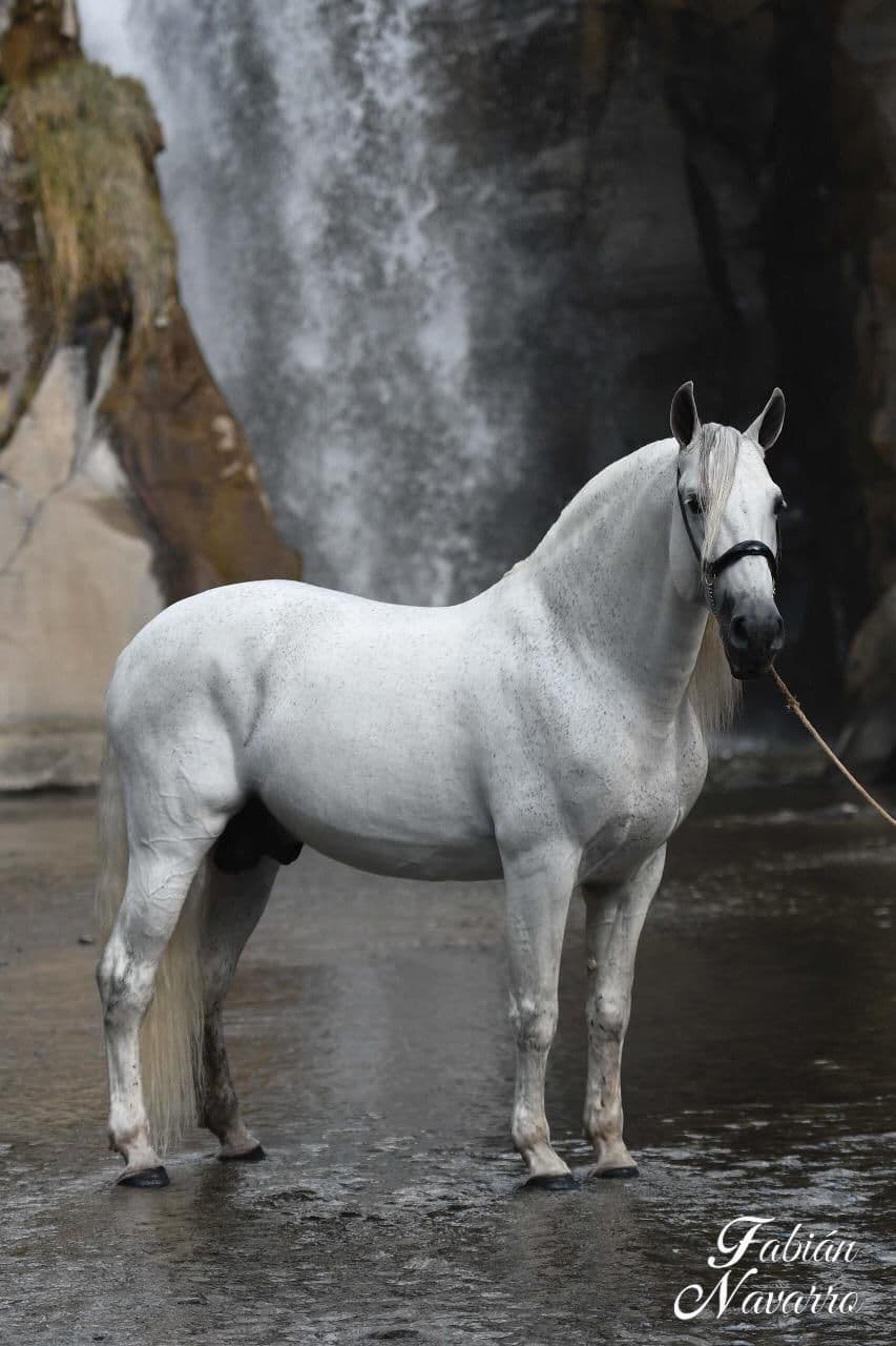 Caballo español (PRE): la guía completa de la raza