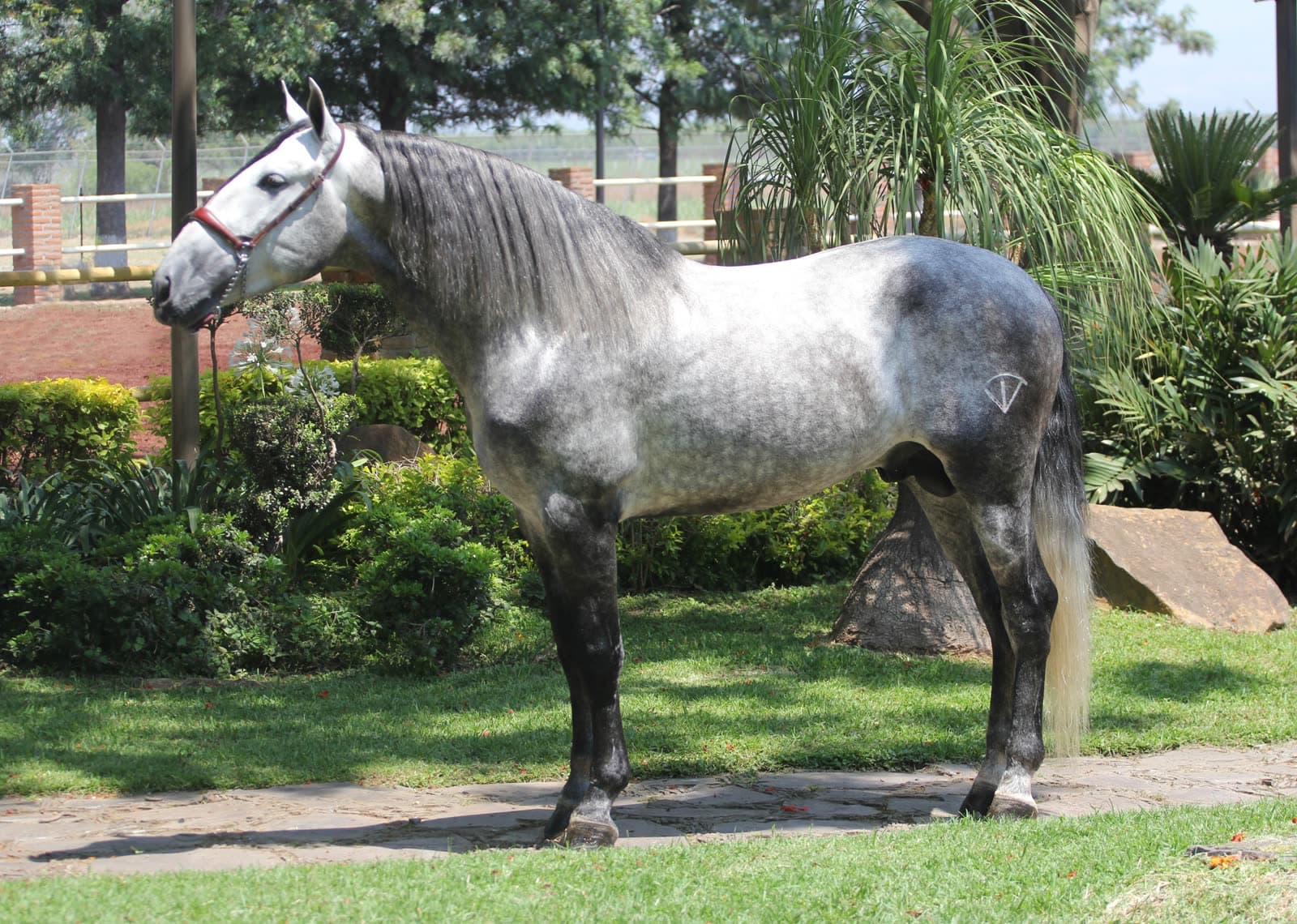 Caballo Frisón vs PRE (Español): diferencias reales, precio en México y cuál te conviene