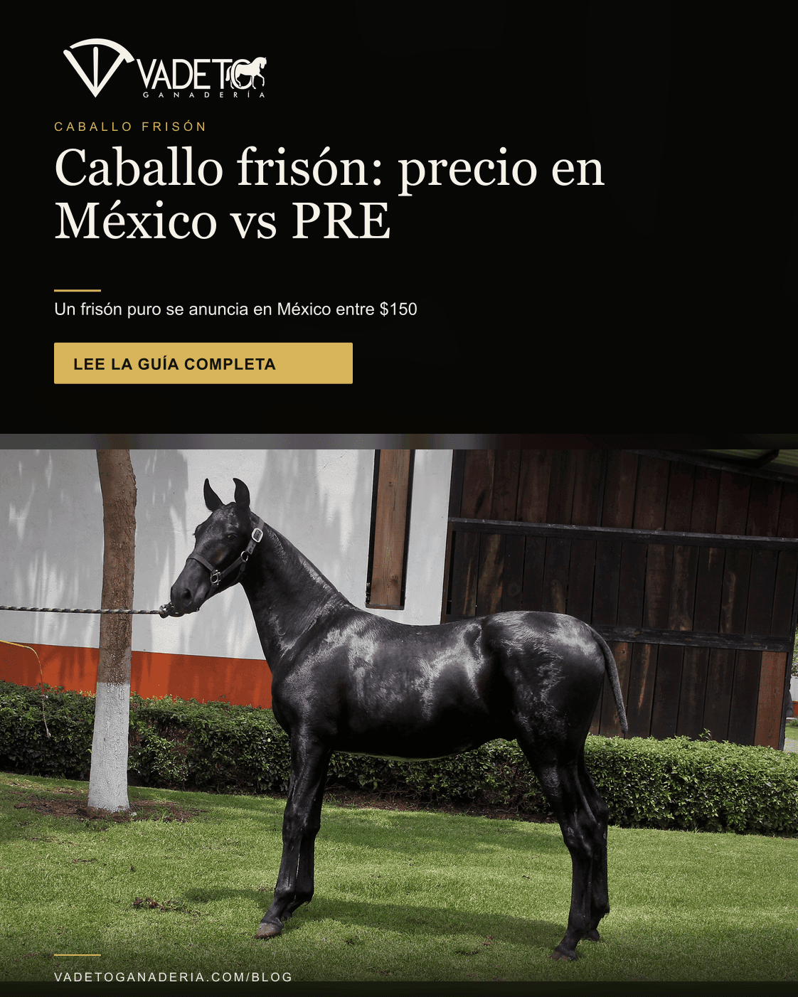 Portada editorial de Vadeto: Caballo frisón: precio en México vs PRE