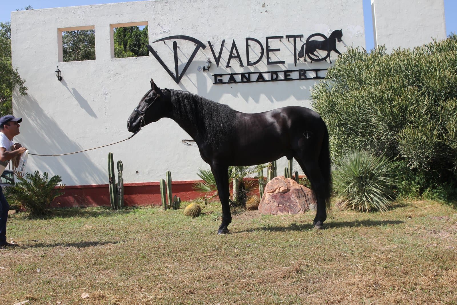 El caballo PRE como caballo bailador: charrería, escaramuza y baile