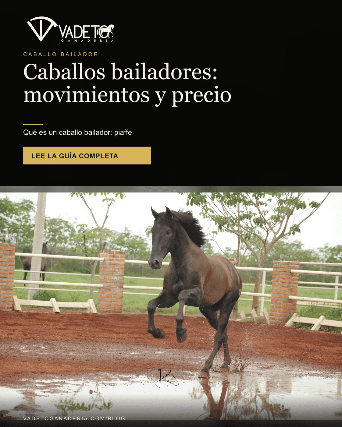 Portada editorial de Vadeto: Caballo bailador: movimientos, precio y bienestar