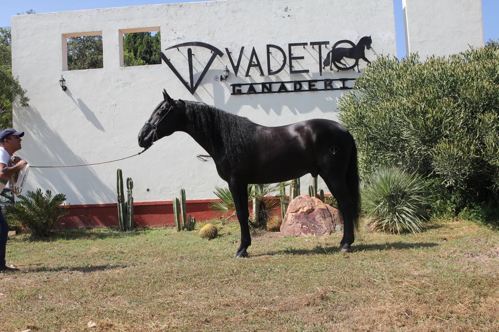El caballo PRE como inversión: ¿realmente vale la pena?