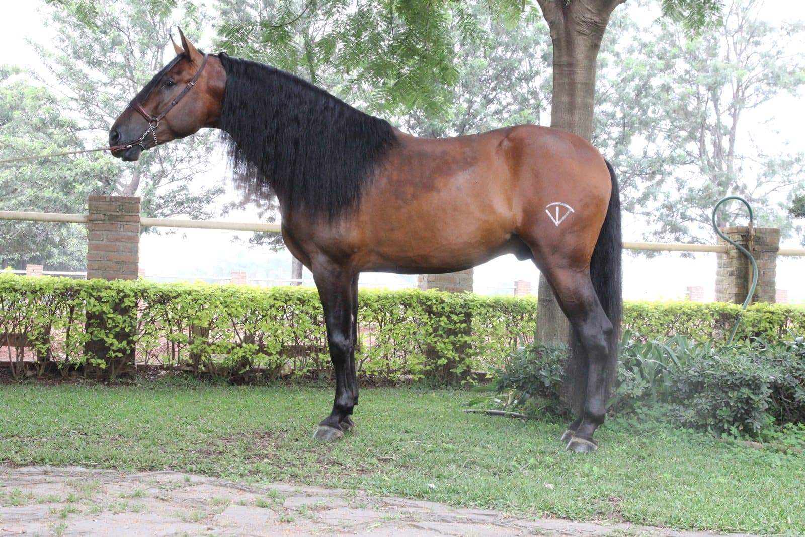 Caballos PRE para principiantes y niños: la verdad sobre su carácter