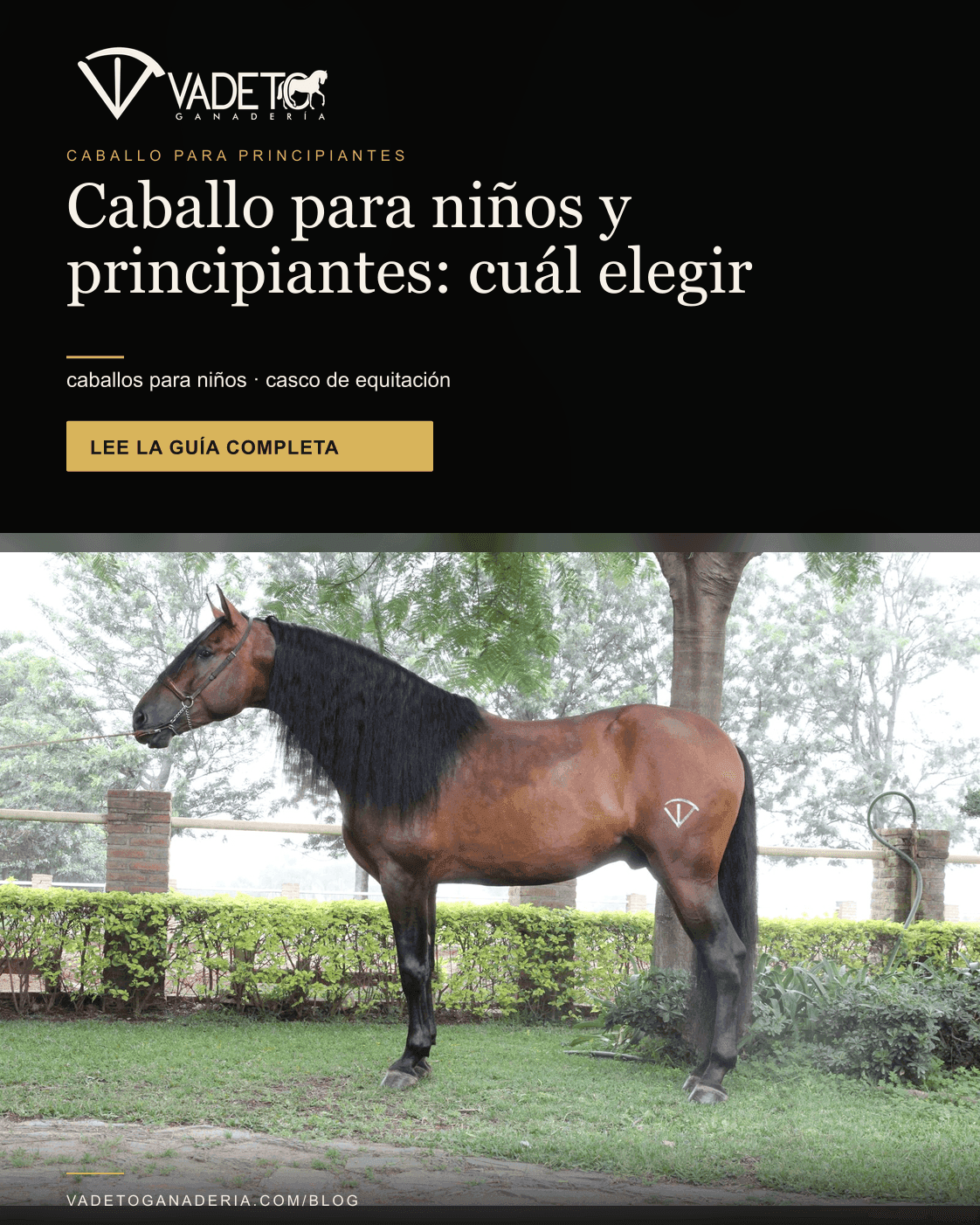 Portada editorial de Vadeto: Caballo para principiantes y niños: edad y casco