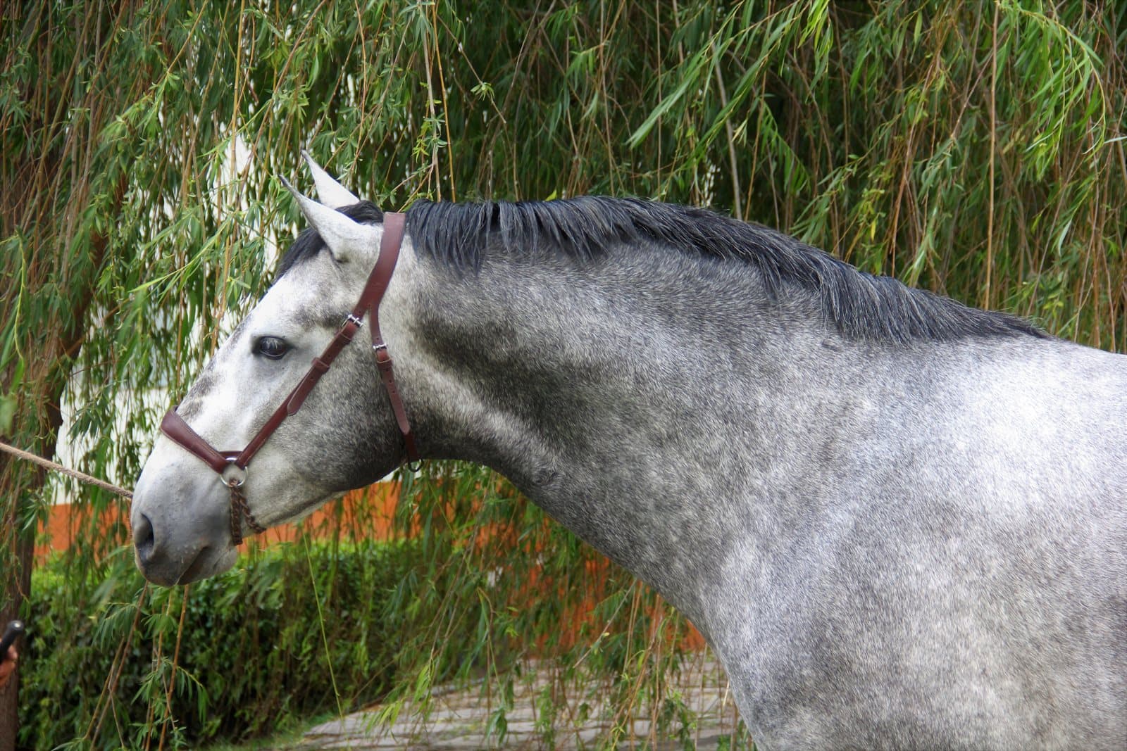 Calendario de vacunación y desparasitación del caballo: guía veterinaria