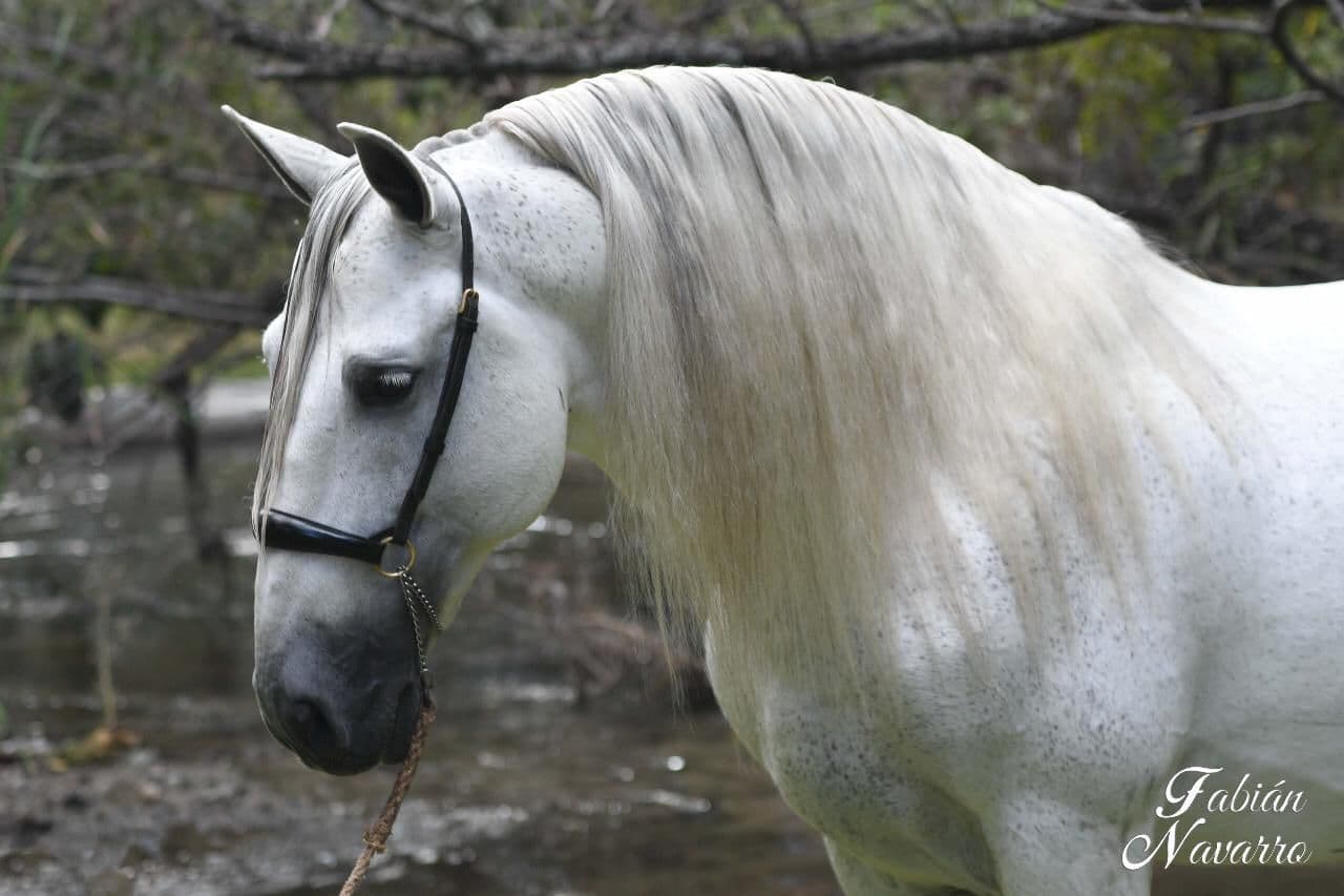 Detalle de la capa torda y la crin larga de un caballo español