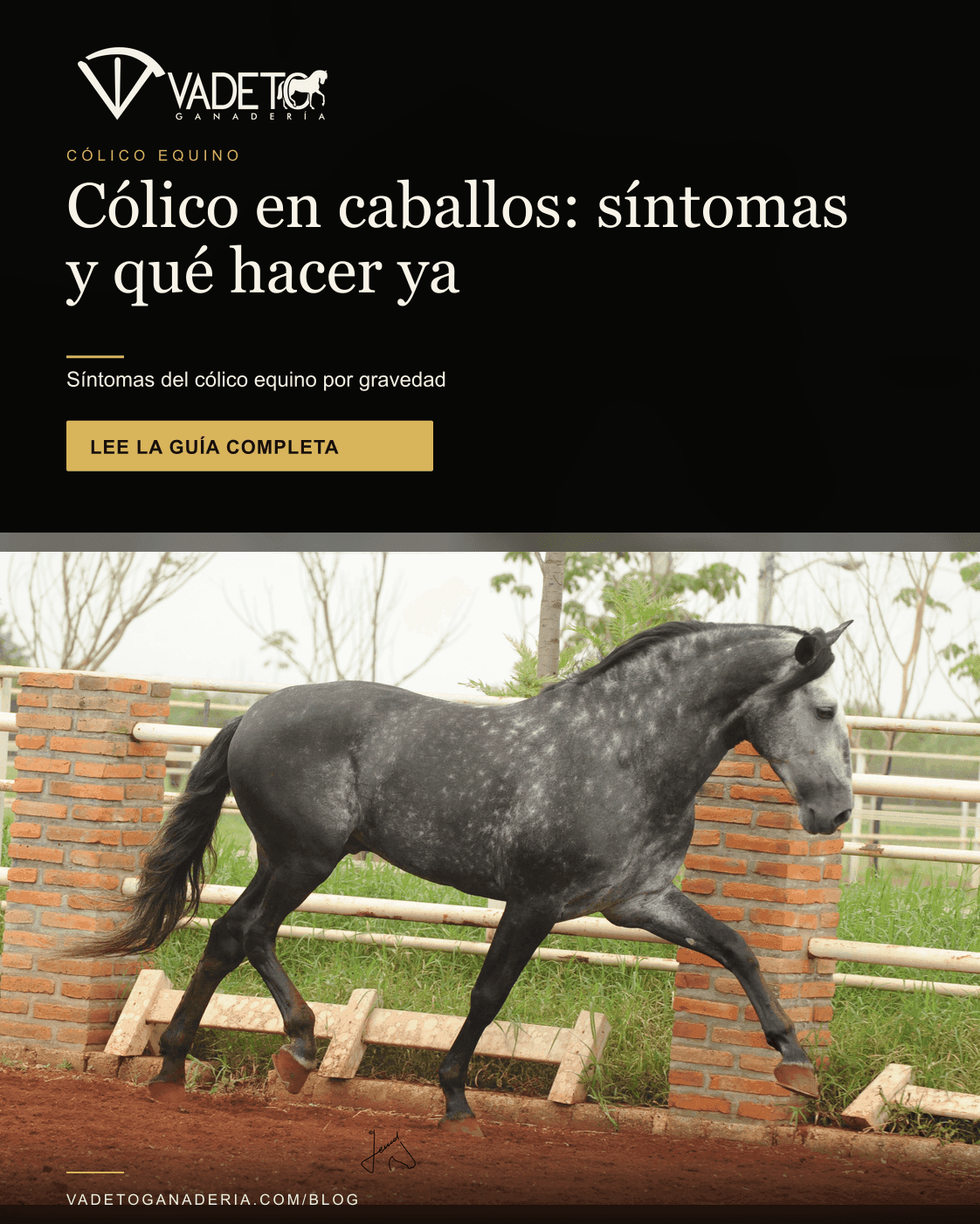 Portada editorial de Vadeto: Cólico en caballos: síntomas y qué hacer ya