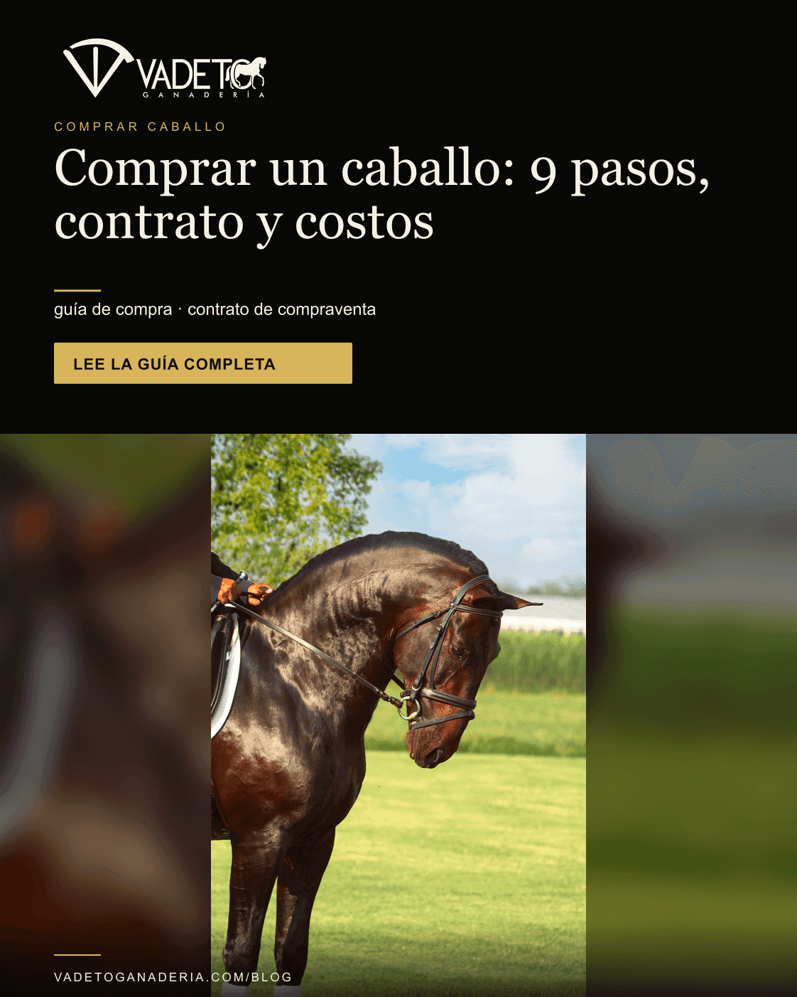 Portada editorial de Vadeto: Cómo comprar un caballo: 9 pasos, contrato y costos