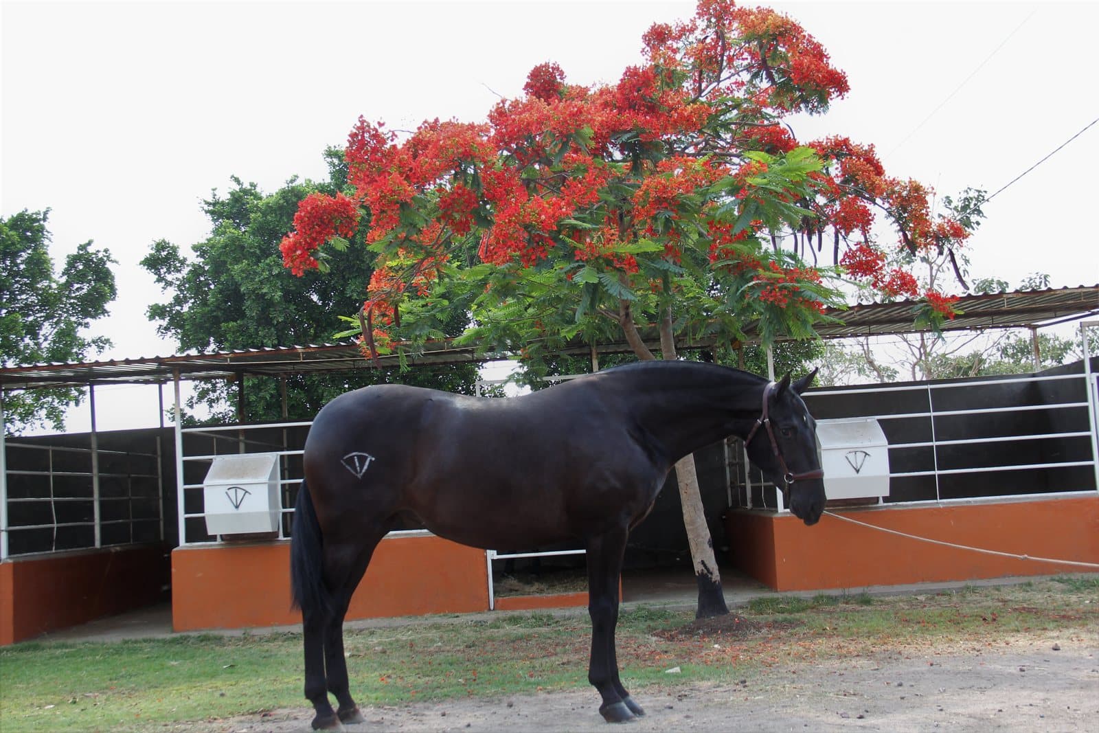 Cómo iniciar un criadero de caballos PRE en México: guía realista