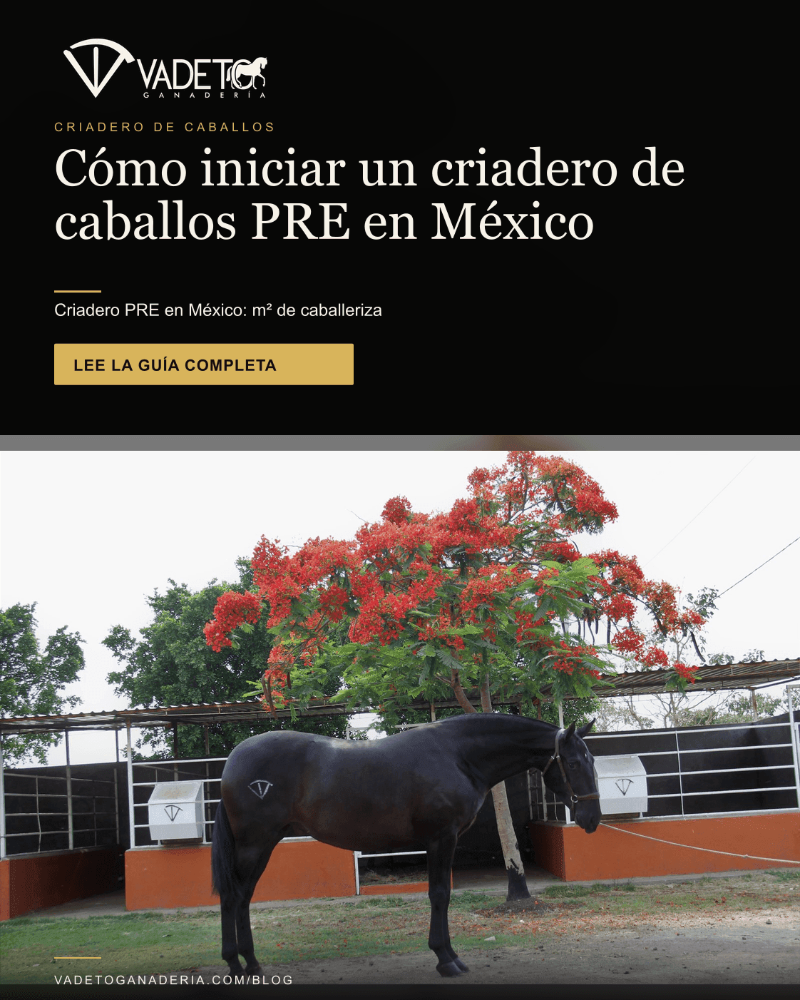 Portada editorial de Vadeto: Cómo iniciar un criadero de caballos PRE en México