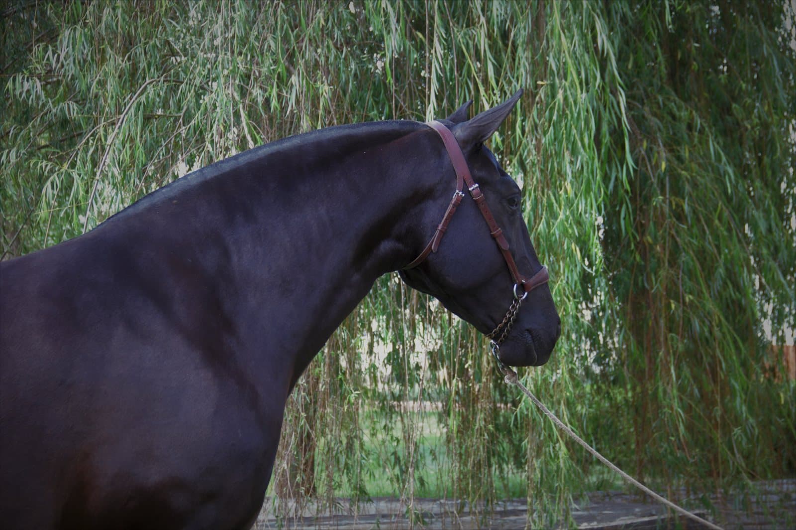 Cómo trasladar un caballo entre estados de México — guía paso a paso 2026